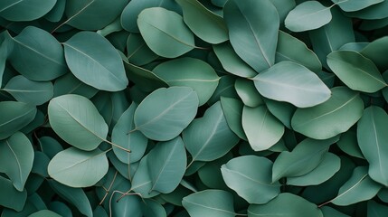 Eucalyptus Leaves in Windblown Forest: Eucalyptus leaves dancing in a windblown forest