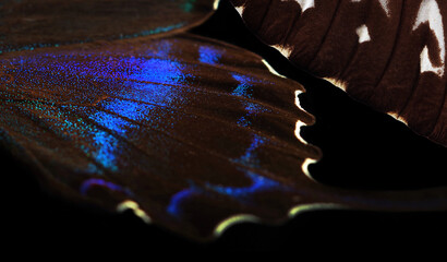 Exotic swallowtail butterfly wings isolated on black. Tropical butterfly wings close-up. Selective...