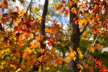 日本の紅葉