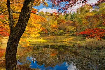日本の紅葉