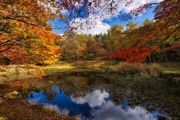 日本の紅葉