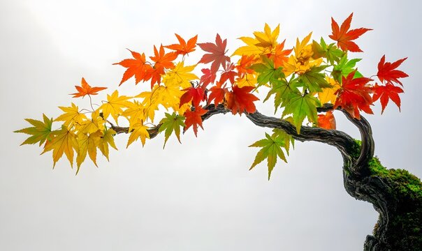 Colorful autumn maple bonsai tree branch isolated on white.