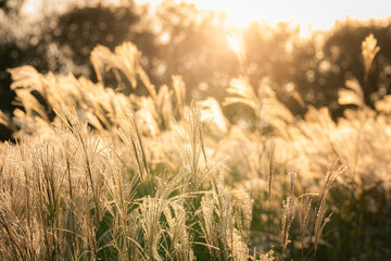 Obraz premium field of grass