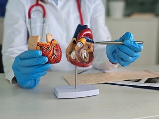 Detailed examination of a heart model by a medical professional