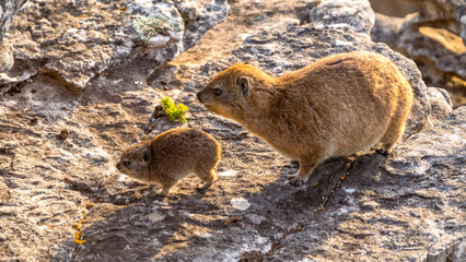 Baby Rock Dassie (Dussy) ("Klippschliefer") with mother on a rock on Table Mountain in South Africa