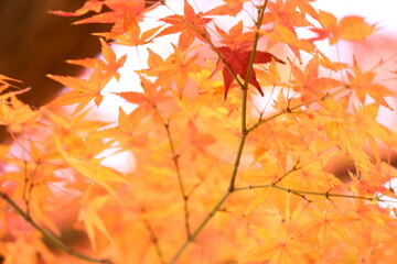 Fototapeta premium 紅葉