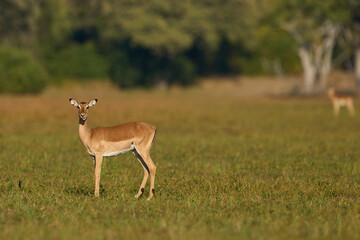 Impala (Aepyceros melampus) grazing in South Luangwa National Park, Zambia