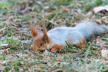 A dead red squirrel, which has changed its coat color to gray by winter, lies on the grass among the fallen autumn leaves, and seems to be asleep.