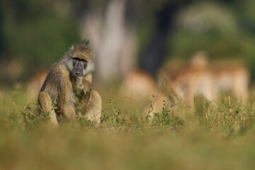 Yellow Baboon (Papio cynocephalus) feeding on grassland in South Luangwa National Park, Zambia