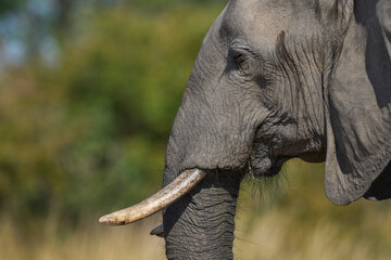 Close-up of an African Elephant (Loxodonta africana) in South Luangwa National Park, Zambia    