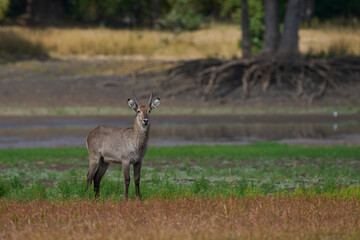 Waterbuck (Kobus ellipsiprymnus) on a grassy plain of South Luangwa National Park, Zambia