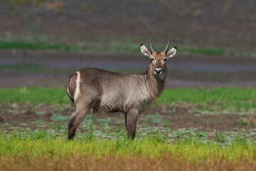 Waterbuck (Kobus ellipsiprymnus) on a grassy plain of South Luangwa National Park, Zambia