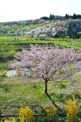 那須白河フォレストスプリングス花野華（福島県）