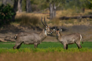 Waterbuck (Kobus ellipsiprymnus) on a grassy plain of South Luangwa National Park, Zambia