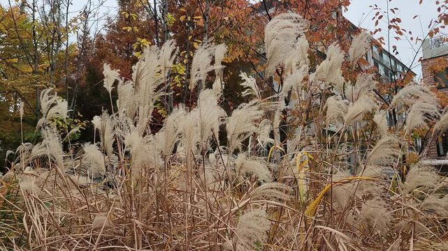 Silvergrass in the Yeontral park in Seoul, South Korea 