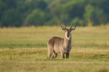Waterbuck (Kobus ellipsiprymnus) on a grassy plain of South Luangwa National Park, Zambia