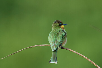 Little Bee-eater (Merops pusillus) perched on a branch in South Luangwa National Park, Zambia