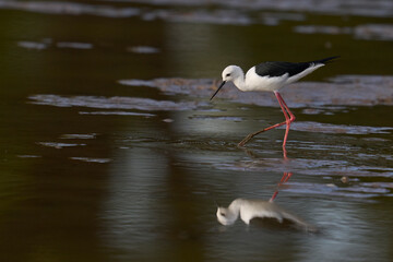 Black-winged Stilt (Himantopus himantopus) feeding in a shallow pool in South Luangwa National Park, Zambia