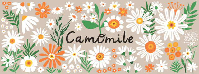 Beautiful camomile flowers collection with hand-drawn floral elements. Blossom botanical vector set for decor, pattern, sticker, clipart, print designs.