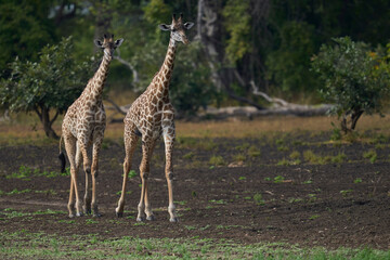 Thornicroft giraffe (Giraffa camelopardalis thornicrofti) in South Luangwa National Park, Zambia
