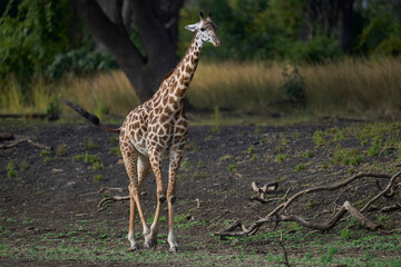 Thornicroft giraffe (Giraffa camelopardalis thornicrofti) in South Luangwa National Park, Zambia