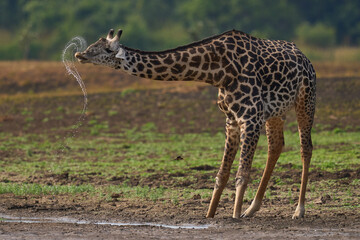 Thornicroft giraffe (Giraffa camelopardalis thornicrofti) drinking in South Luangwa National Park, Zambia
