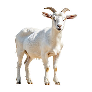 Beetal Goat isolated on transparent background.