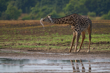 Thornicroft giraffe (Giraffa camelopardalis thornicrofti) drinking in South Luangwa National Park, Zambia