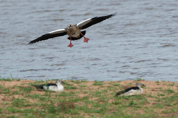 Ouette d'Egypte, Oie d'Egypte, Alopochen aegyptiaca, Egyptian Goose