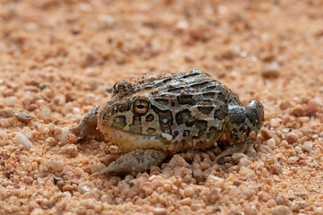 Pyxicephalus adspersus,  Crapaud buffle africain