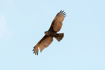 Obraz premium Busard maure,.Circus maurus, Black Harrier, Afrique du Sud