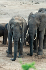 Naklejka premium Éléphant d'Afrique, Loxodonta africana, Parc national Kruger, Afrique du Sud