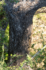 Obraz premium Varan du Nil, Varanus niloticus