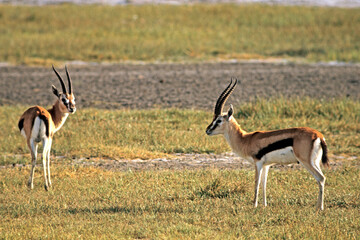 Gazelle de Thomson , Gazella leptoceros, Kenya