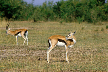 Gazelle de Thomson , Gazella leptoceros, Kenya