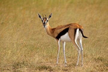 Gazelle de Thomson , Gazella leptoceros, Kenya
