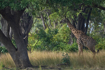 Thornicroft giraffe (Giraffa camelopardalis thornicrofti) in South Luangwa National Park, Zambia