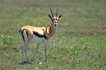 Gazelle de Thomson , Gazella leptoceros, Kenya