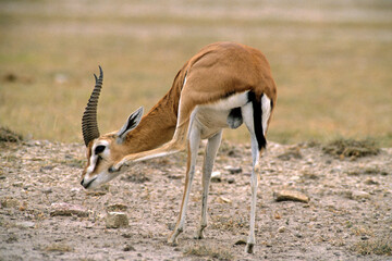 Gazelle de Thomson , Gazella leptoceros, Kenya