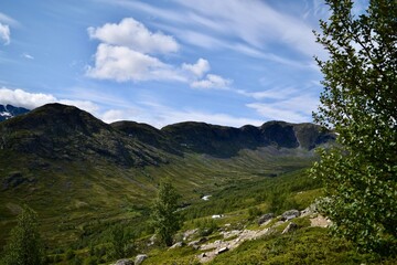 Naklejka premium landscape in the summer