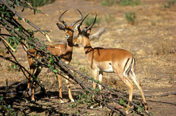 Impala, male, Aepyceros melampus, Kenya