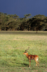 Impala, male, Aepyceros melampus, Kenya