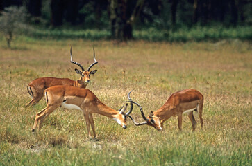 Impala, male, Aepyceros melampus, Kenya
