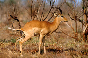 Impala, male, Aepyceros melampus, Kenya