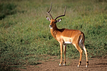 Impala, male, Aepyceros melampus, Kenya