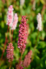 Persicaria affinis 'Superba' , Renouée