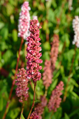 Persicaria affinis 'Superba' , Renouée