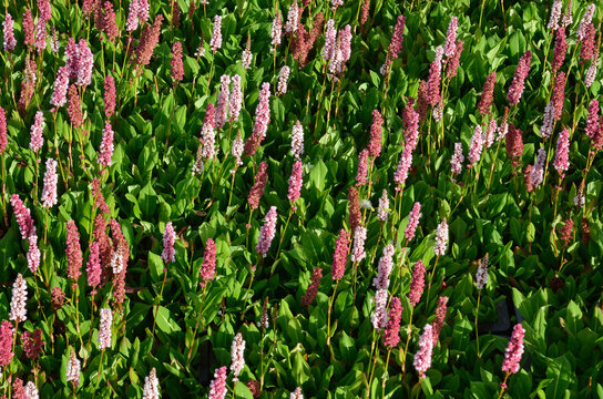Persicaria affinis 'Kabouter' , Renou&eacute;e