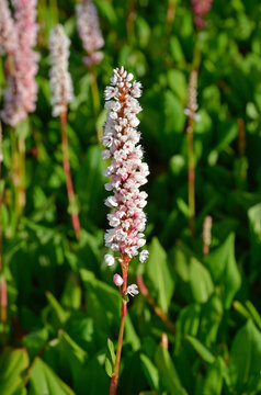 Persicaria affinis 'Kabouter' , Renou&eacute;e