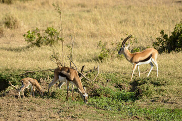 Gazelle de Thomson, Gazella Thomsonii, male, femelle, jeune, Afrique de l'Est
